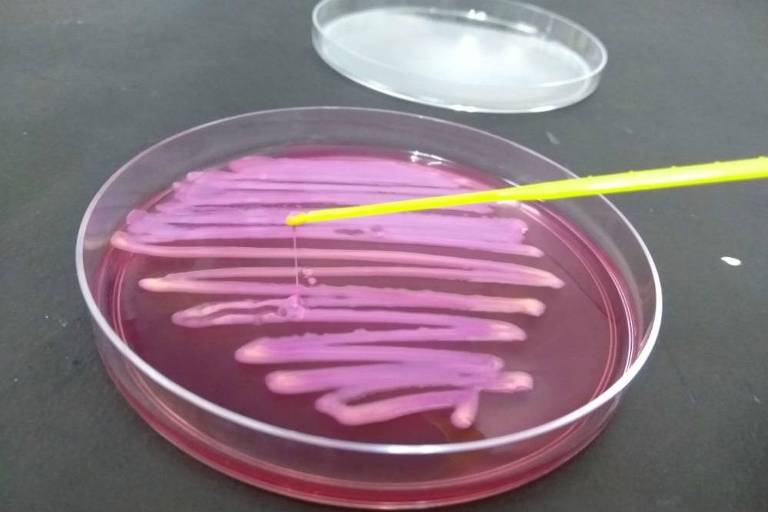 Bactérias multirresistentes são identificadas fora do ambiente hospitalar